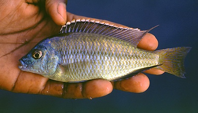 Protomelas labridens 'Likoma Island'